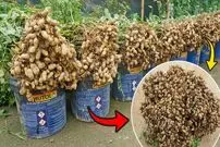 (ویدئو) چگونه بادام زمینی را در سطل پلاستیکی و در پشت بام بکاریم و برداشت کنیم؟