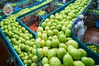 ببینید| مراحل برداشت و فرآوری صدها تن گواوا در تایوان