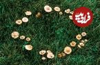 «حلقه‌های پریان» چگونه در جنگل‌ها به وجود می‌آیند؟