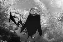 شاهکارهای عکاسی سیاه و سفید که زندگی زیر آب را به تصویر کشیده‌اند