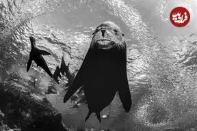 شاهکارهای عکاسی سیاه و سفید که زندگی زیر آب را به تصویر کشیده‌اند