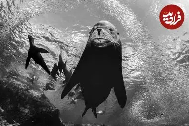 شاهکارهای عکاسی سیاه و سفید که زندگی زیر آب را به تصویر کشیده‌اند