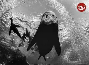 شاهکارهای عکاسی سیاه و سفید که زندگی زیر آب را به تصویر کشیده‌اند