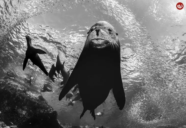 شاهکارهای عکاسی سیاه و سفید که زندگی زیر آب را به تصویر کشیده‌اند