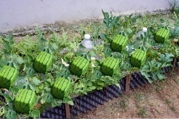 (ویدئو) یک روش آسان برای پرورش «هندوانه مربعی» در تراس خانه