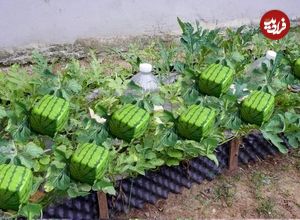 (ویدئو) یک روش آسان برای پرورش «هندوانه مربعی» در تراس خانه