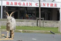 (عکس) دستگیری بز دردسرساز
