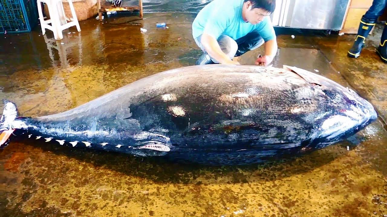 (ویدئو) برش زدن دیدنی ماهی تن 410 کیلویی به قیمت 500 میلیون تومان توسط استاد تایوانی