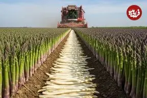 ببینید| چگونه کشاورزان آمریکایی هزاران کیلو مارچوبه را برداشت می کنند؟