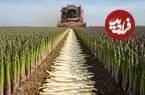 ببینید| چگونه کشاورزان آمریکایی هزاران کیلو مارچوبه را برداشت می کنند؟