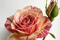 تصاویر| رز گورخری؛ گل خاص و لاکچری با گلبرگ‌های راه‌راه خیره‌کننده که همه را شگفت‌زده می‌کند | راز محبوبیت این رز منحصر‌به‌فرد چیست؟