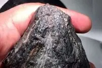 این سنگ سیاه حدود 300 میلیون سال قبل یکی از اولین گیاهخواران زمین بوده است