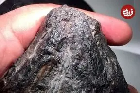 این سنگ سیاه حدود 300 میلیون سال قبل یکی از اولین گیاهخواران زمین بوده است