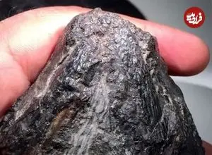 این سنگ سیاه حدود 300 میلیون سال قبل یکی از اولین گیاهخواران زمین بوده است