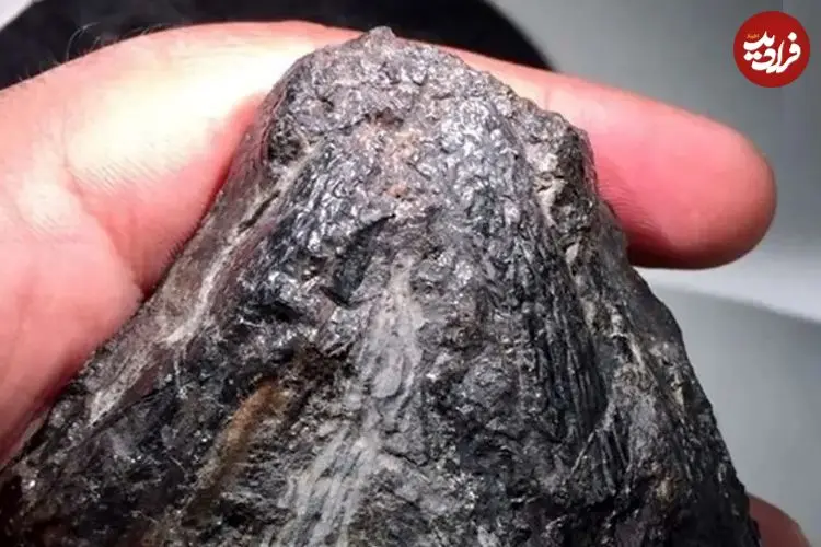 این سنگ سیاه حدود 300 میلیون سال قبل یکی از اولین گیاهخواران زمین بوده است