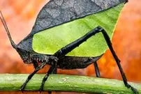 تصاویر| شباهت این حشره به برگ، باورکردنی نیست!