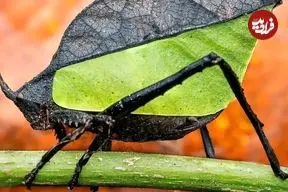 تصاویر| شباهت این حشره به برگ، باورکردنی نیست!