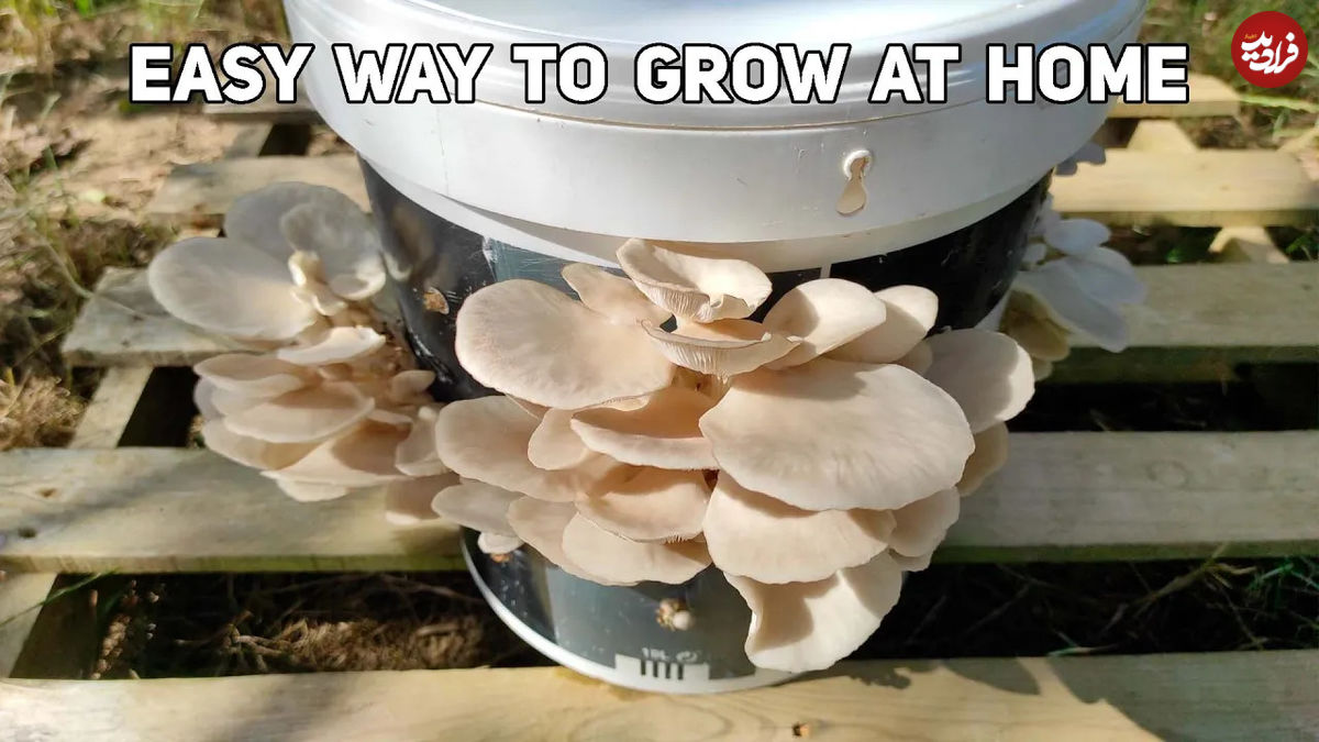 (ویدئو) چگونه در خانه قارچ خوراکی پرورش دهیم و تا 45 روز برداشت کنیم؟