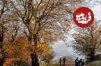 جنگل نقله بر؛ بکرترین و زیباترین جنگل گیلان برای سفر پاییزی