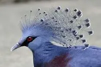 (عکس) کفتر کاکل‌به‌سر استثنایی، پرنده‌ای به زیبایی‌ طاووس