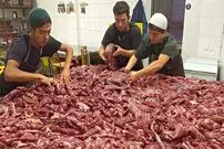 (ویدئو) فرآیند تهیه 500 کیلوگرم سوسیس طبیعی گوشت گاو به روش آشپزهای ازبک