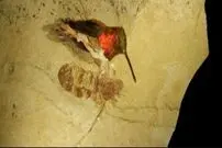 ( عکس) غول‌پیکرترین مورچه‌ای که روی زمین دیده شده