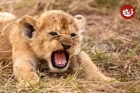 ببینید|  صحنه‌ای تلخ از واقعیت بی‌رحم حیات وحش