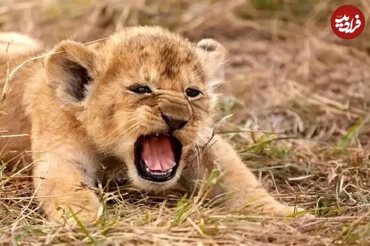 ببینید|  صحنه‌ای تلخ از واقعیت بی‌رحم حیات وحش