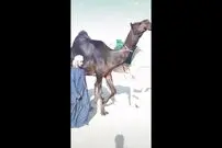 (ویدئو) بزرگترین شتر سیاه جهان با وزن 840 کیلوگرم