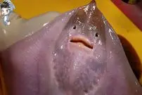 ببینید| غذای خیابانی در کره؛ تهیه ساشیمی با سفره ماهی در پوهانگ