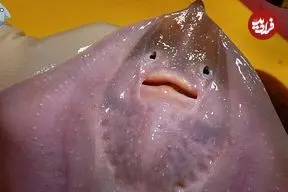 ببینید| غذای خیابانی در کره؛ تهیه ساشیمی با سفره ماهی در پوهانگ