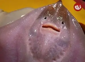 ببینید| غذای خیابانی در کره؛ تهیه ساشیمی با سفره ماهی در پوهانگ