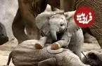 ببینید| وقتی بچه‌فیل از پا افتاد