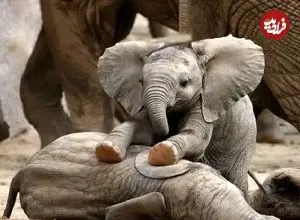 ببینید| وقتی بچه‌فیل از پا افتاد