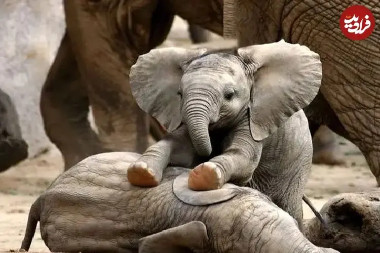 ببینید| وقتی بچه‌فیل از پا افتاد