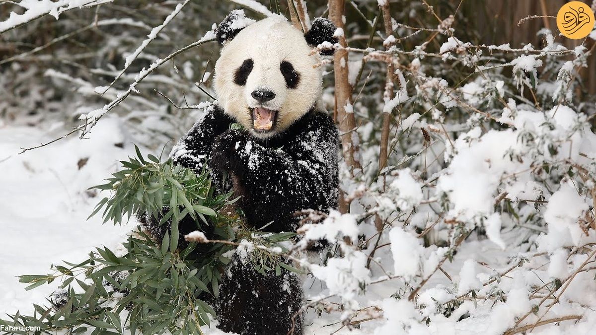 (ویدئو) این خرس پاندا عاشق برف بازی است