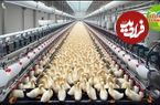 (ویدئو) فرآیند پرورش میلیون ها اردک در مزارع پیشرفته 