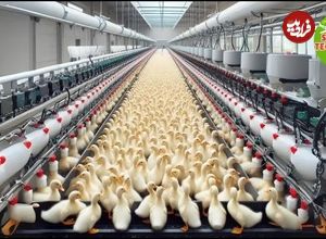 (ویدئو) فرآیند پرورش میلیون ها اردک در مزارع پیشرفته 