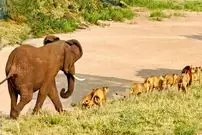 ببینید| وقتی «فیل» به یک دسته بزرگ «شیر» یاد می دهد که سلطان جنگل چه کسی است!