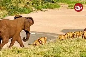 ببینید| وقتی «فیل» به یک دسته بزرگ «شیر» یاد می دهد که سلطان جنگل چه کسی است!