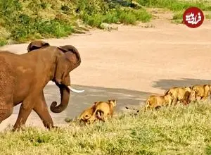 ببنیید| وقتی «فیل» به یک دسته بزرگ «شیر» یاد می دهد که سلطان جنگل چه کسی است!