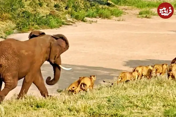 ببینید| وقتی «فیل» به یک دسته بزرگ «شیر» یاد می دهد که سلطان جنگل چه کسی است!