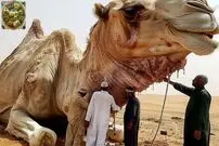 (ویدئو) چگونه کشاورزان شتر پرورش می دهند و هزاران تن گوشت شتر تولید می کنند؟