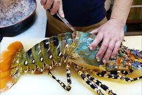 ببینید؛ غذای خیابانی در ژاپن؛ تهیه ساشیمی با لابستر رنگین کمانی غول پیکر در توکیو