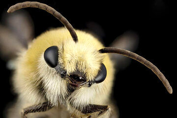 (عکس) نژادهای خطرناکی از زنبورها که در ایران ساکن‌اند!