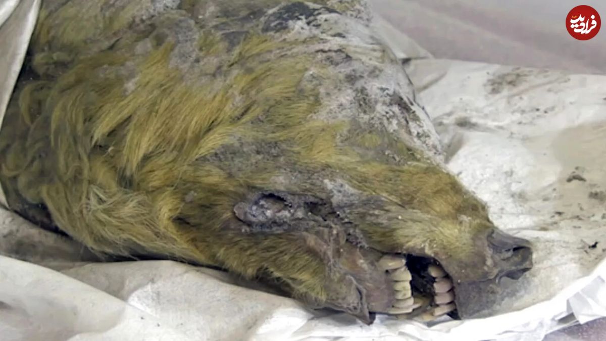 نتیجه کالبد شکافی جسد یک گرگ با قدمتی در حدود ۴۴ هزار سال در روسیه