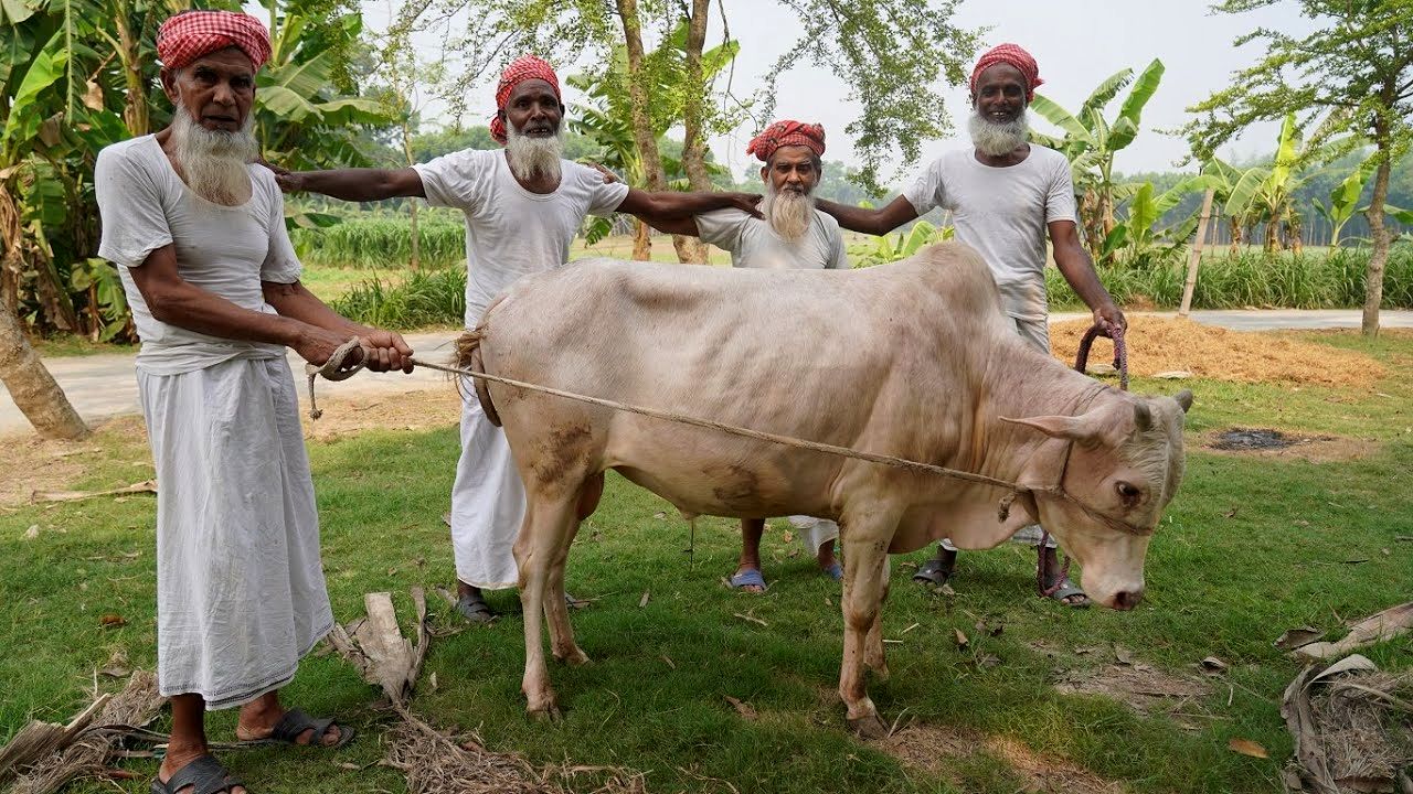 (ویدئو) از سلاخی تا پخت گاو 130 کیلوگرمی توسط 4 پدربزرگ روستایی مسن هندی