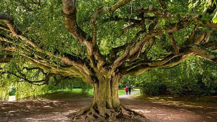 زیباترین درخت‌های اروپا؛ از راش ۲۰۰ ساله لهستان تا زیتون چند هزار ساله ایتالیا