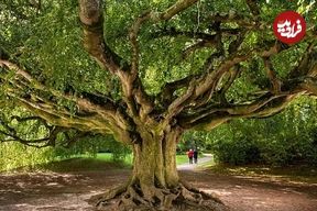 زیباترین درخت‌های اروپا؛ از راش ۲۰۰ ساله لهستان تا زیتون چند هزار ساله ایتالیا