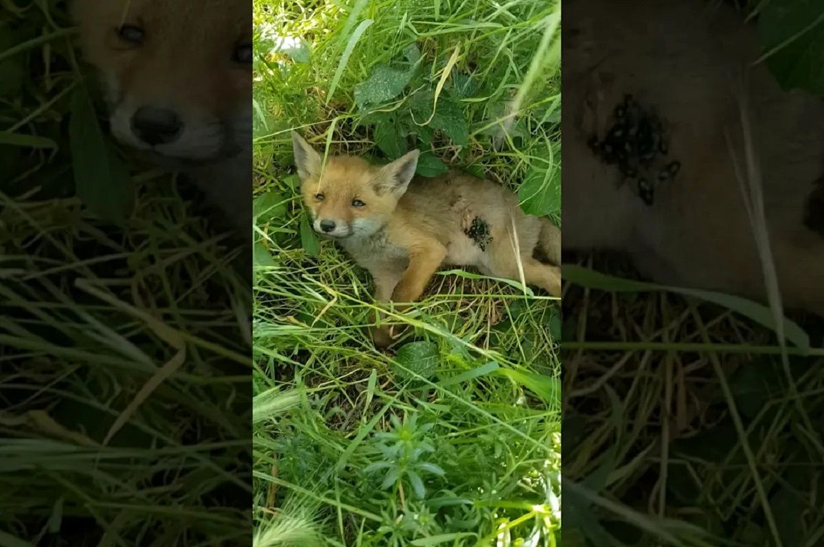 (ویدئو) عملیات نجات یک روباه که توسط سگ های ولگرد زخمی شد